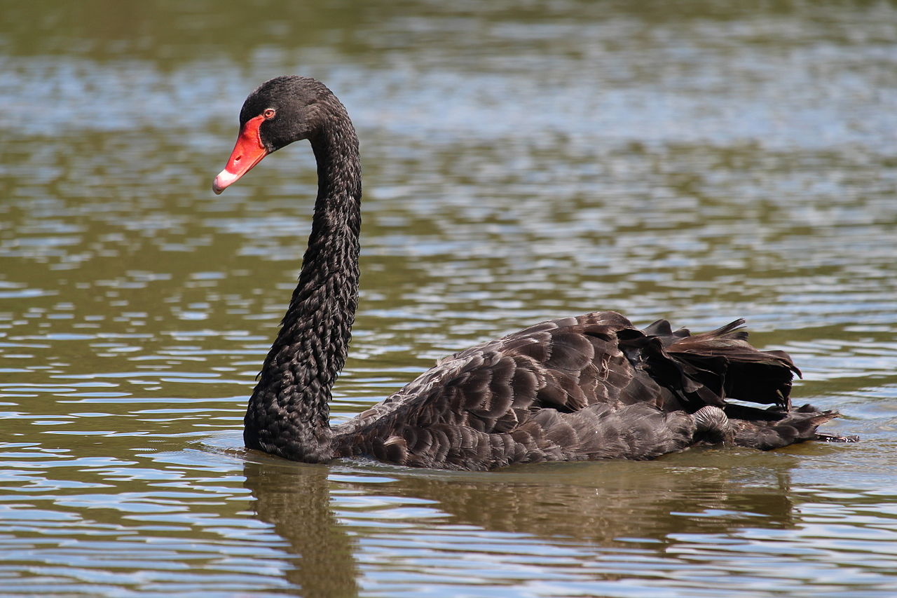 https://upload.wikimedia.org/wikipedia/commons/thumb/3/3d/Black_Swan_in_Australia.JPG/1280px-Black_Swan_in_Australia.JPG