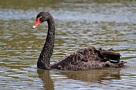 Black Swan in Australia.JPG