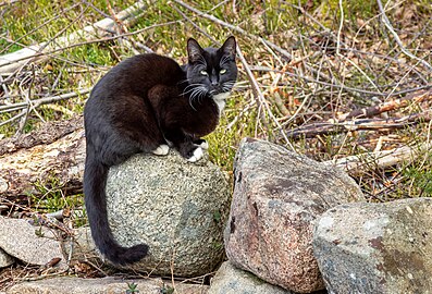 Black and white cat sitting on a stone wall in Tuntorp