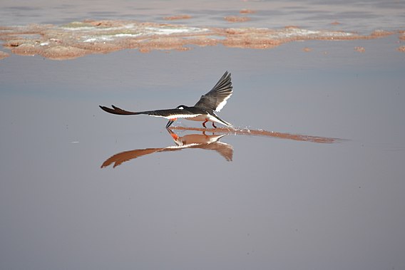 Black skimmer (Rynchops niger) gracefully glides (6554870945).jpg