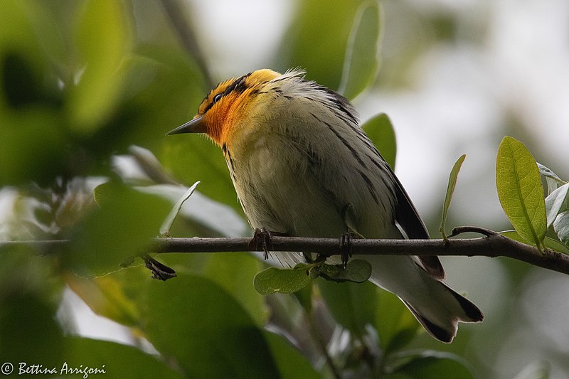 File:Blackburnian Warbler (male) Sabine Woods TX 2018-04-22 09-34-12 (40185401510).jpg