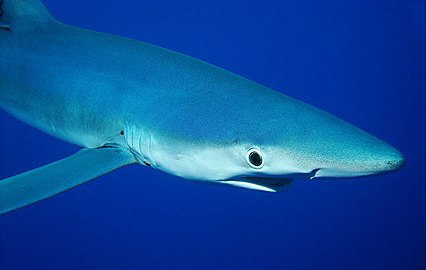 Глава плаве ајкуле одозго