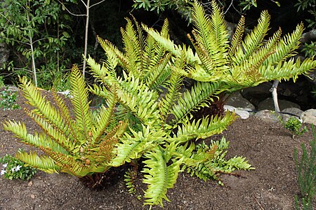 Blechnum tabulare