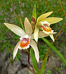 Bletilla ochracea 3. jpg