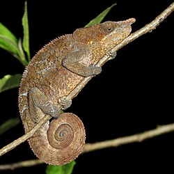 Blue-legged chameleon (Calumma crypticum) male Ranomafana.jpg