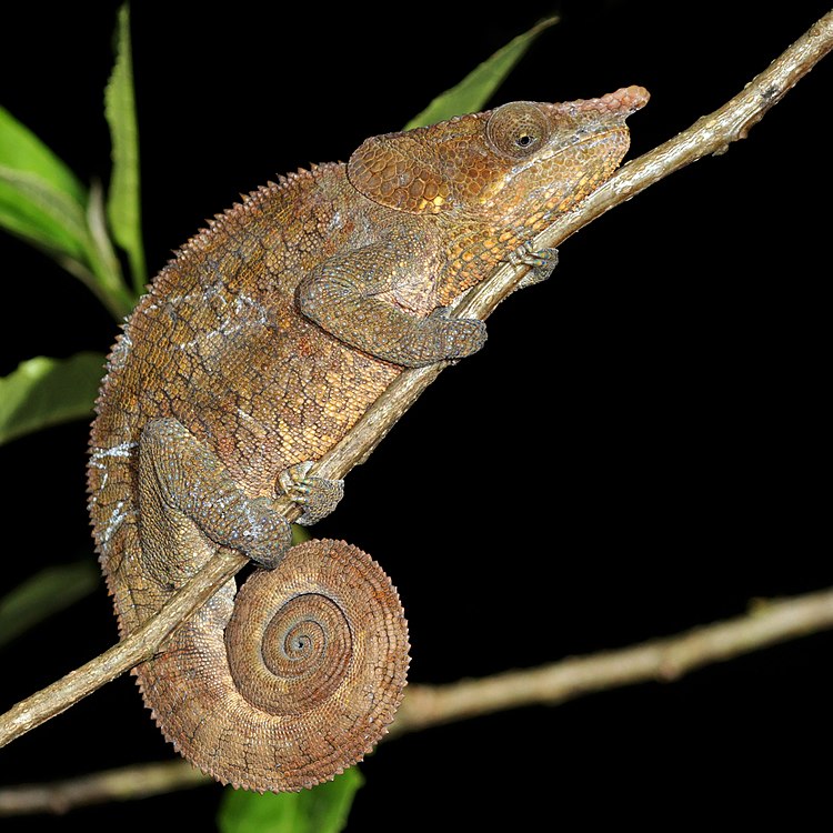 Londok Calumma crypticum jalu ti Madagaskar