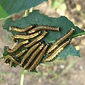 Boisduval's T Nymph full-grown larvae.JPG