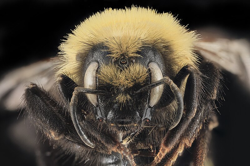 File:Bombus insularis, F, face, Park Co, WY 2014-01-16-10.46 (43851926131).jpg