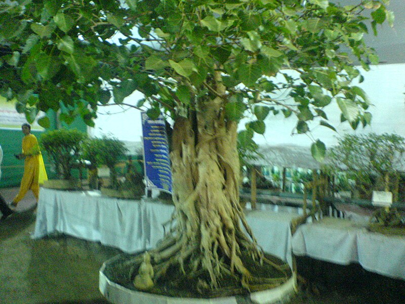 File:Bonsai Cochin Flower Show.jpg