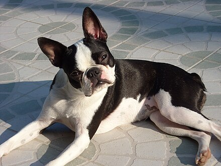 A female Boston Terrier with a black coat