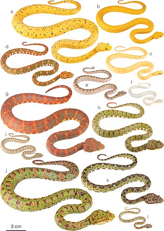 <i>Bothriechis nigroadspersus</i> Species of pit viper