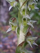 Brachystele unilateralis Type species