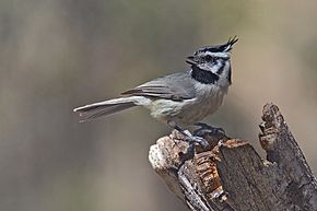 Kuvaus BridledTitmouse.jpg-kuvasta.