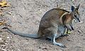 Bridled nailtail wallaby-female-01.JPG