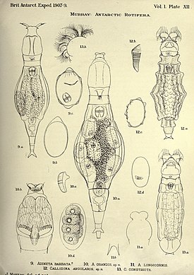 9. Adineta barbata (?) и её яйца, 10. Adineta grandis, 11. Adineta longicornis