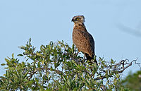 Brown Snake Eagle (Circaetus cinereus) (16523251576).jpg