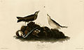 Brown Titlark (Audubon).jpg