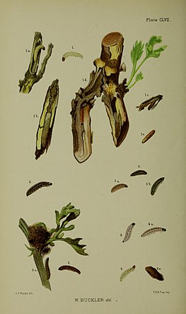 Figs. 6 larva after final moult 6a cocoon Buckler W The larvae of the British butterflies and moths Plate CLVII.jpg