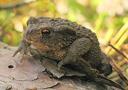 Bufo Bufo: Tassonomia, Descrizione, Biologia