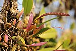 Artikel: Bulbophyllum falcatum