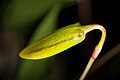 Bulbophyllum ocellatum