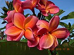 Thumbnail for File:Bunga kemboja (Plumeria) merah.JPG