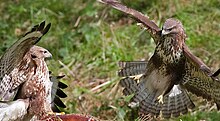 A pair of common buzzards in Scotland. Buteo buteo -Scotland -pair-8 (1).jpg