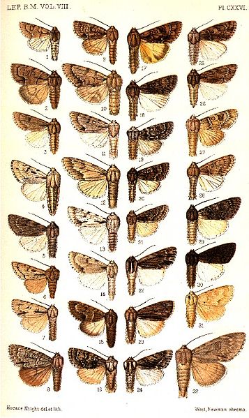 File:CATALOGUE-BM-PLATE CXXVI.jpg