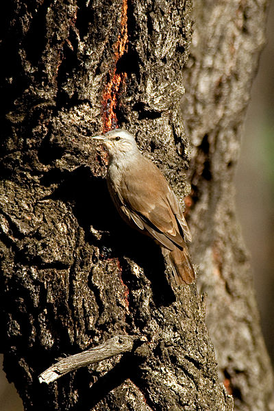 File:CSIRO ScienceImage 10471 Brown Treecreeper Chiltern Victoria.jpg