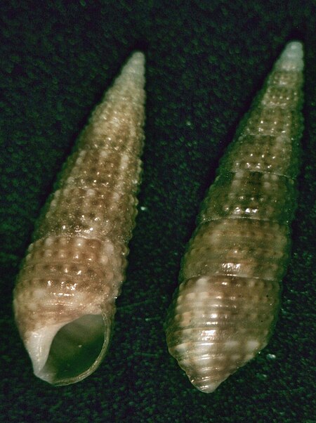 Cacozeliana