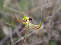 Caladenia falcata