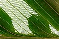 Macro image of a leaf