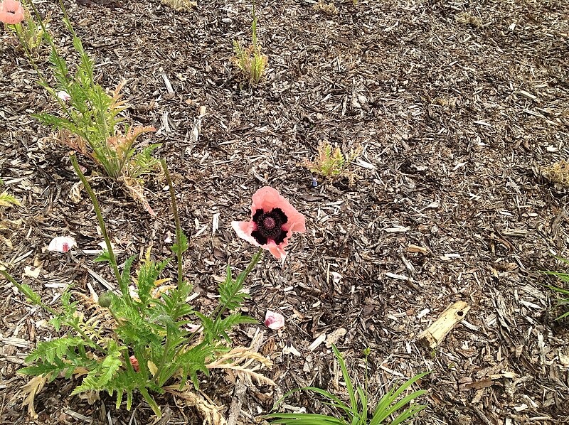 File:Calgary Papaver Flower at Bank of Bow River 3.JPG