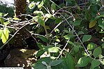 Miniatura para Callicarpa acuminata