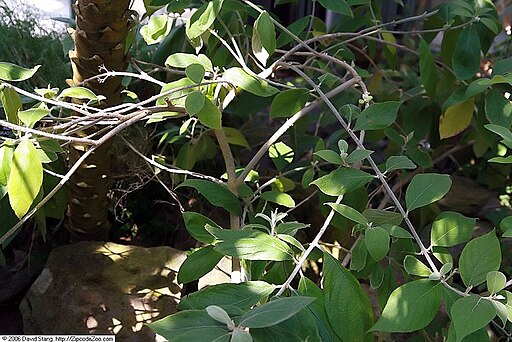 Callicarpa acuminata 2zz