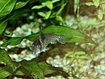 Thumbnail for Corydoras agassizii