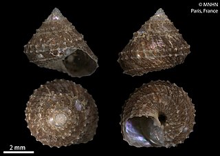 <i>Calliotropis stanyi</i> Species of gastropod