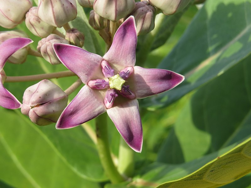 File:Calotropis gigantea flower at Madayippara (5).jpg