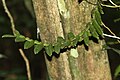 Calyptrochilum christyanum