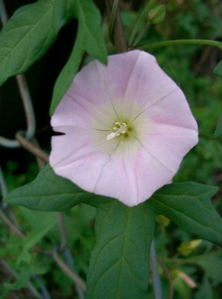 File:Calystegia hederacea2.jpg