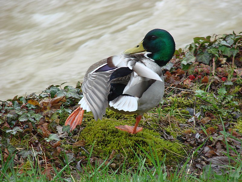 File:Canard 017.JPG