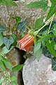 * Nomination: Canarina canariensis in the botanical garden of Sóller, Mallorca --Kritzolina 08:18, 6 March 2024 (UTC) * * Review needed