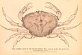 The Common Crab of the Pacific Coast. (Male.) Cancer magister, James Dwight Dana. From The Fisheries and Fisheries Industries of the United States