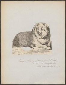 himalayan dog 1870 Canis lupus familiaris - 1870 - Print - Iconographia Zoologica - Special Collections University of Amsterdam - UBA01 IZ22300204.tif