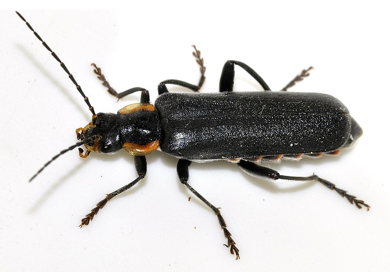 File:Cantharis-obscura-01-fws.jpg