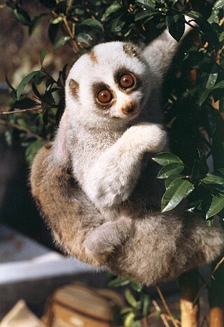 <span class="mw-page-title-main">Bengal slow loris</span> Species of primate