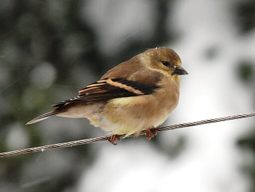 Carduelis tristis (American Goldfinch) in Fairfax, Virginia