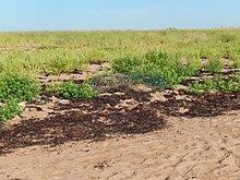 Vegetation hinter einem Strand