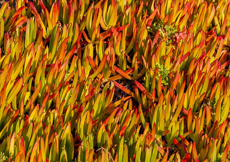 File:Carpobrotus edulis in New Brighton, Christchurch, New Zealand.jpg