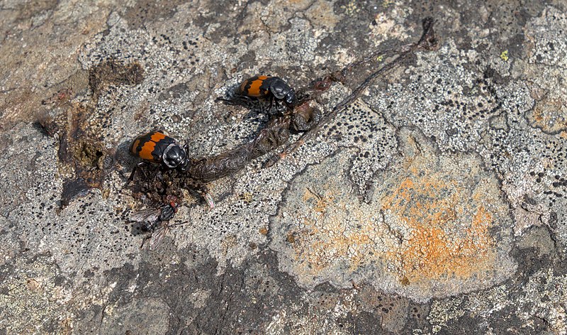 File:Carrion beetles and flies feeding (DSCF2177).jpg